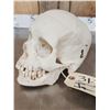 Image 4 : Authentic Human Skull Medical Teaching Specimen