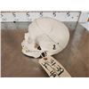 Image 6 : Authentic Human Skull Medical Teaching Specimen