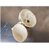 Image 7 : Authentic Human Skull Medical Teaching Specimen