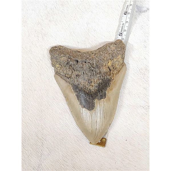 Big Fossilized Megalodon Shark Tooth