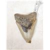 Image 1 : Big Fossilized Megalodon Shark Tooth