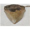 Image 3 : Big Fossilized Megalodon Shark Tooth