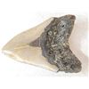 Image 4 : Big Fossilized Megalodon Shark Tooth