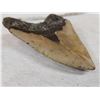 Image 6 : Big Fossilized Megalodon Shark Tooth
