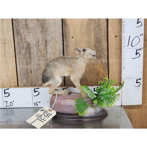 Baby Patagonian Mara Full Body Taxidermy Mount