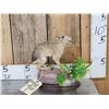 Image 1 : Baby Patagonian Mara Full Body Taxidermy Mount