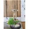 Image 2 : Baby Patagonian Mara Full Body Taxidermy Mount