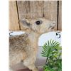 Image 4 : Baby Patagonian Mara Full Body Taxidermy Mount