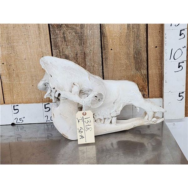 Camel Skull Taxidermy