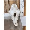 Image 2 : Camel Skull Taxidermy