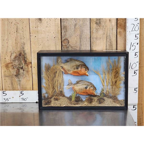 2 Red Belly Piranha Real Skin Fish Taxidermy