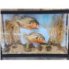 Image 2 : 2 Red Belly Piranha Real Skin Fish Taxidermy