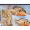 Image 3 : 2 Red Belly Piranha Real Skin Fish Taxidermy