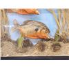 Image 4 : 2 Red Belly Piranha Real Skin Fish Taxidermy