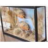 Image 5 : 2 Red Belly Piranha Real Skin Fish Taxidermy