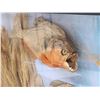 Image 6 : 2 Red Belly Piranha Real Skin Fish Taxidermy