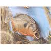 Image 7 : 2 Red Belly Piranha Real Skin Fish Taxidermy