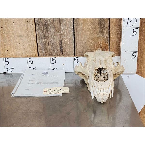 Big Polar Bear Skull Taxidermy