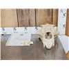 Image 1 : Big Polar Bear Skull Taxidermy
