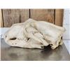 Image 2 : Big Polar Bear Skull Taxidermy