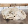 Image 4 : Big Polar Bear Skull Taxidermy