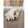 Image 5 : Big Polar Bear Skull Taxidermy