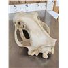 Image 6 : Big Polar Bear Skull Taxidermy