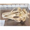 Image 8 : Big Polar Bear Skull Taxidermy