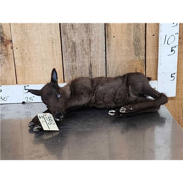Baby Caribou Full Body Taxidermy Mount