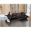 Image 1 : Baby Caribou Full Body Taxidermy Mount