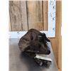 Image 2 : Baby Caribou Full Body Taxidermy Mount
