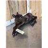 Image 4 : Baby Caribou Full Body Taxidermy Mount