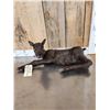 Image 5 : Baby Caribou Full Body Taxidermy Mount