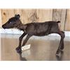 Image 7 : Baby Caribou Full Body Taxidermy Mount