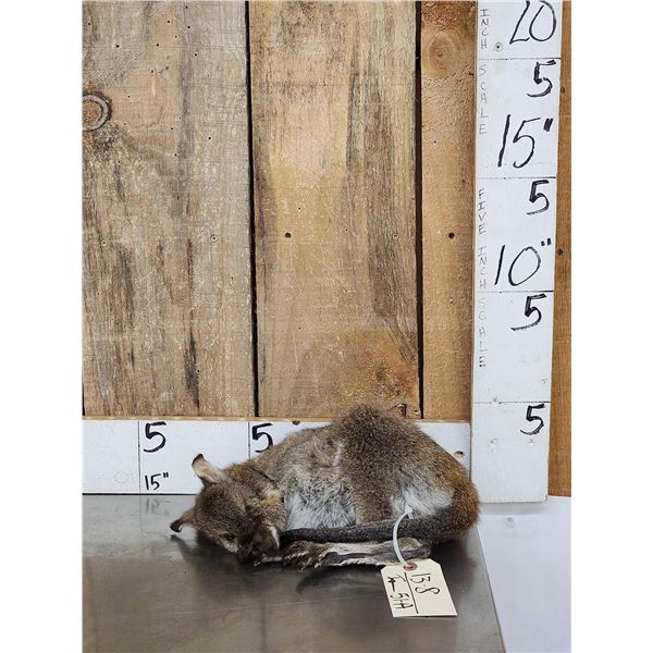 Baby Wallaby Full Body Taxidermy Mount