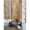 Image 1 : Baby Wallaby Full Body Taxidermy Mount