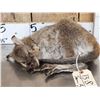 Image 2 : Baby Wallaby Full Body Taxidermy Mount