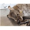 Image 3 : Baby Wallaby Full Body Taxidermy Mount