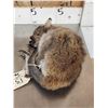 Image 4 : Baby Wallaby Full Body Taxidermy Mount