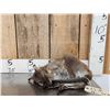 Image 5 : Baby Wallaby Full Body Taxidermy Mount