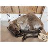 Image 6 : Baby Wallaby Full Body Taxidermy Mount