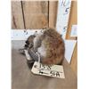 Image 7 : Baby Wallaby Full Body Taxidermy Mount