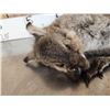 Image 8 : Baby Wallaby Full Body Taxidermy Mount