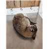 Image 9 : Baby Wallaby Full Body Taxidermy Mount