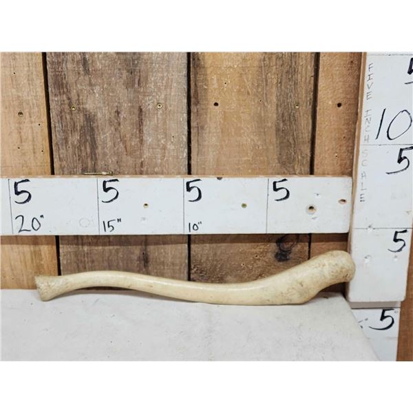 Walrus Baculum Taxidermy