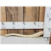 Image 1 : Walrus Baculum Taxidermy