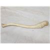 Image 2 : Walrus Baculum Taxidermy