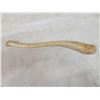 Image 4 : Walrus Baculum Taxidermy