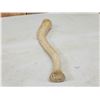 Image 5 : Walrus Baculum Taxidermy