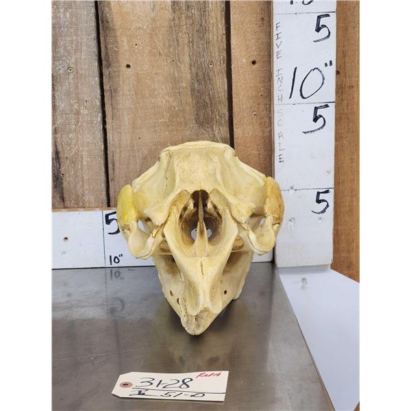 Reproduction Manatee Skull Taxidermy